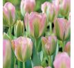 Tulipa - Groenland / 10ks v balení