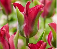 Tulipa Viridiflora - Green Love