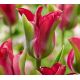 Tulipa Viridiflora - Green Love