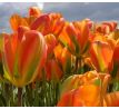 Tulipa - Orange Marmelade