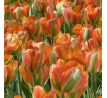 Tulipa - Orange Marmelade