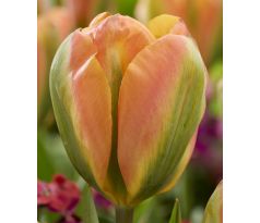 Tulipa - Orange Marmelade