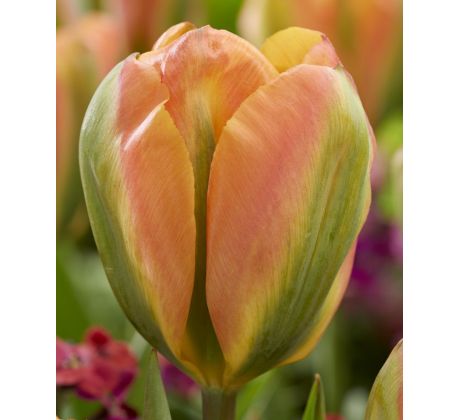 Tulipa - Orange Marmelade
