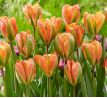 Tulipa - Orange Marmelade