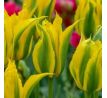 Tulipa - Green Mile