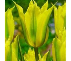 Tulipa - Green Mile