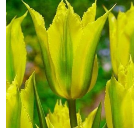 Tulipa - Green Mile