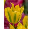 Tulipa - Green Mile