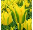 Tulipa - Green Mile