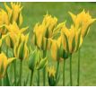 Tulipa - Green Mile
