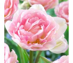 Tulipa - Angelique / 10ks v balení
