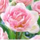 Tulipa - Angelique / 7ks v balení