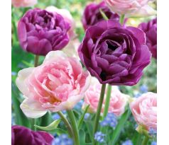 Tulipa Double late - Duo Purple & Pink / 8ks v balení