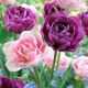 Tulipa Double late - Duo Purple & Pink / 6ks v balení