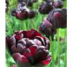 Tulipa - BlackHero / 5ks v balení