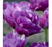 Tulipa - Blue Diamond / 10ks v balení