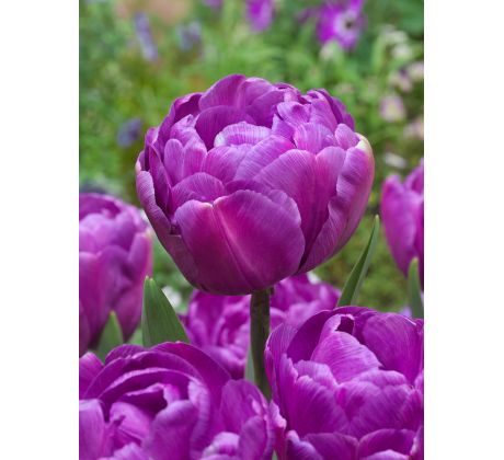Tulipa - Blue Diamond / 10ks v balení