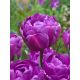 Tulipa - Blue Diamond / 6ks v balení