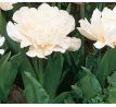 Tulipa - Mount Tacoma / 10ks v balení