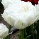 Tulipa - Mount Tacoma / 7ks v balení
