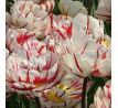 Tulipa - Carneval de Nice / 10ks v balení
