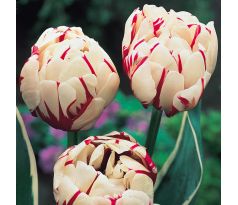 Tulipa - Carneval de Nice / 10ks v balení