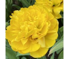 Tulipa - Yellow Pomponette