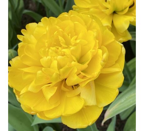 Tulipa - Yellow Pomponette