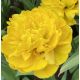 Tulipa - Yellow Pomponette