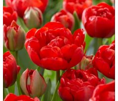 Tulipa Double Late - Miranda / 10ks v balení