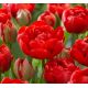 Tulipa Double Late - Miranda / 10ks v balení