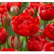 Tulipa Double Late - Miranda / 7ks v balení