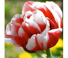 Tulipa - Gerbrand Kieft / 10ks v balení