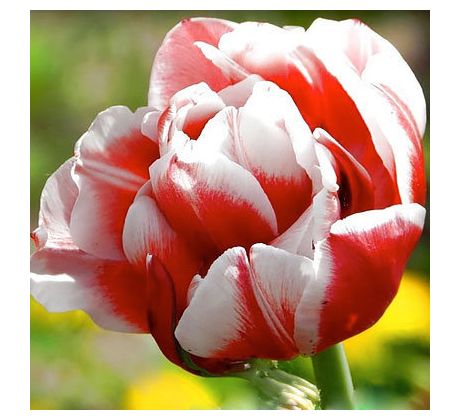 Tulipa - Gerbrand Kieft / 10ks v balení