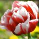 Tulipa - Gerbrand Kieft / 8ks v balení