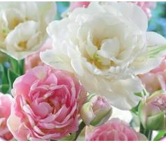 Tulipa Double late - Duo Pink & White / 8ks v balení