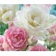 Tulipa Double late - Duo Pink & White / 6ks v balení