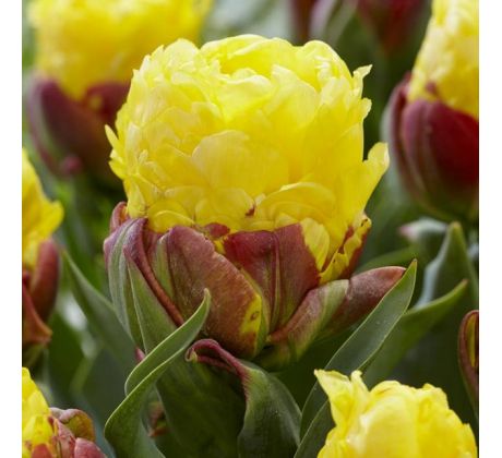 Tulipa - Ice Cream Banana