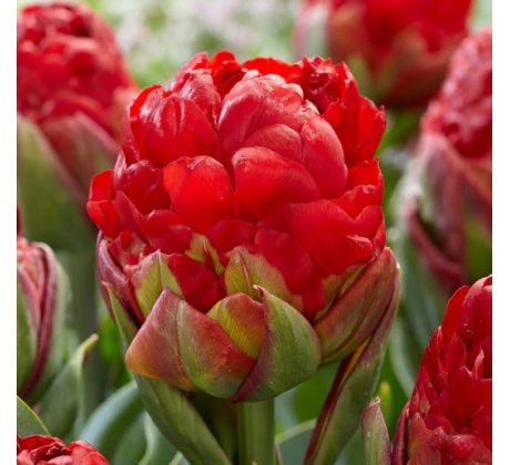 Tulipa - Ice Cream Strawberry