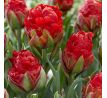 Tulipa - Ice Cream Strawberry