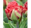 Tulipa - Ice Cream Strawberry