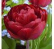 Tulipa - Uncle Tom