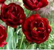 Tulipa - Uncle Tom