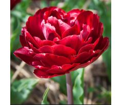 Tulipa - Uncle Tom