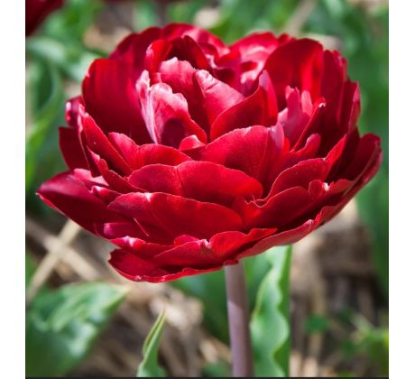 Tulipa - Uncle Tom