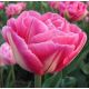 Tulipa - Voque / 10ks v balení