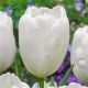 Tulipa - Hakuun