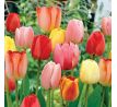 Tulipa Darwin Hybrid - mixed / 10ks v balení