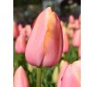 Tulipa - Dordogne