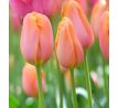 Tulipa - Dordogne